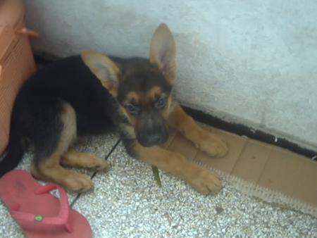 yanka